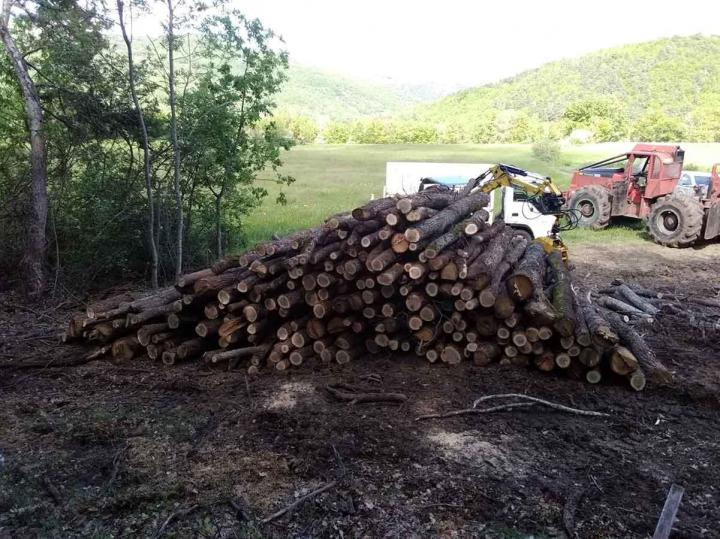Négoce de bois Puy-de-Dôme