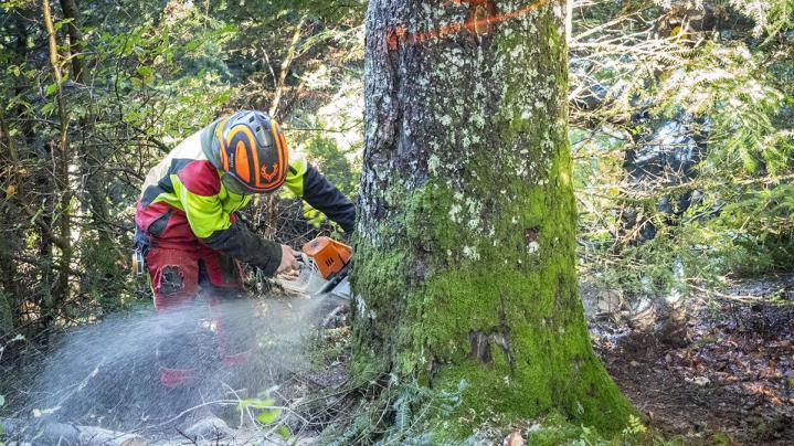 Abattage d'arbres difficiles Puy-de-Dôme