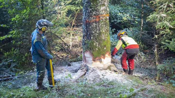 Abattage d'arbres difficiles Puy-de-Dôme