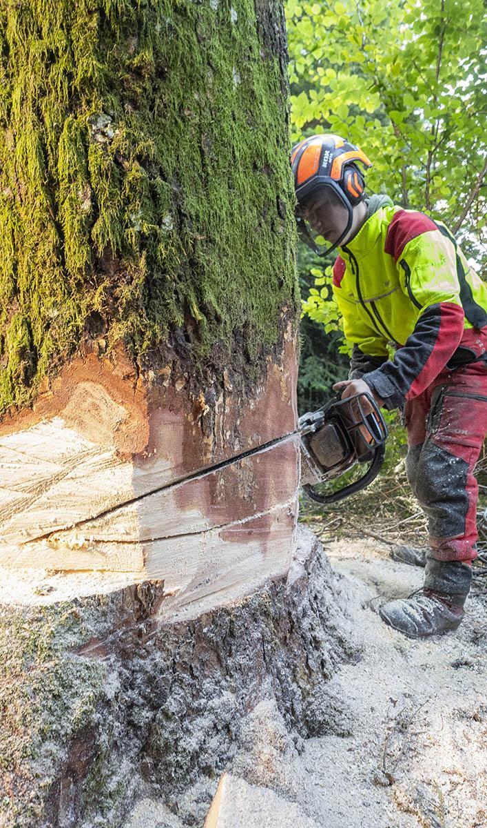 Élagage d'arbres difficiles Puy-de-Dôme