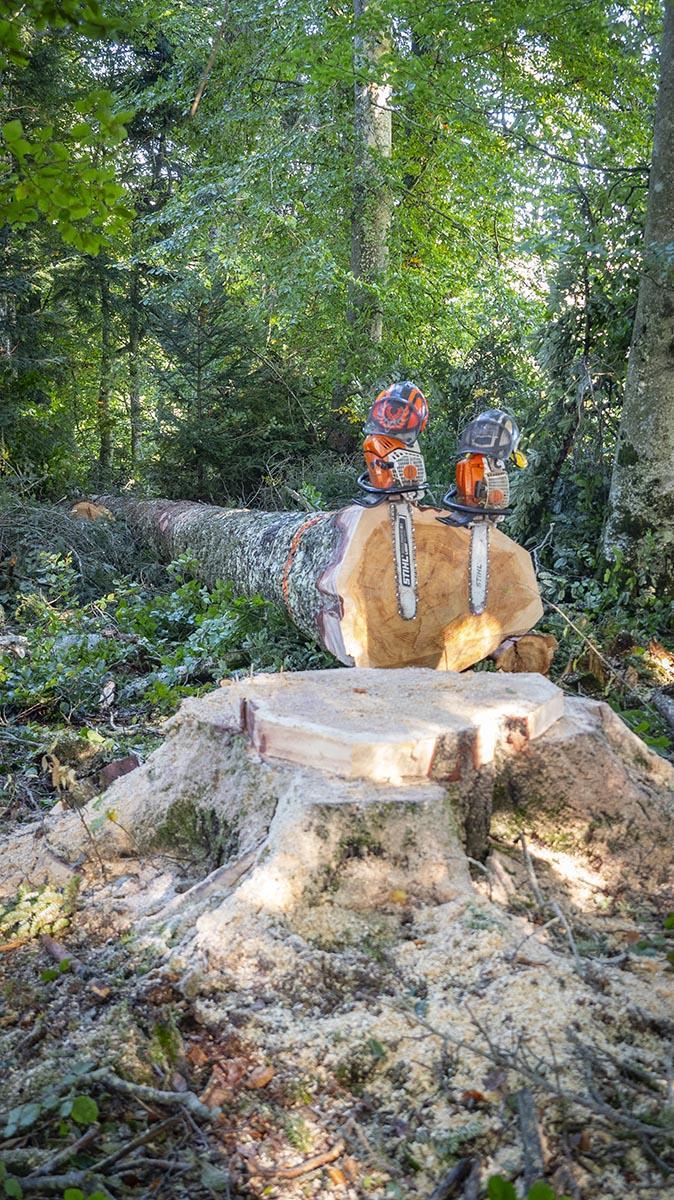 Abattage d'arbres difficiles Puy-de-Dôme