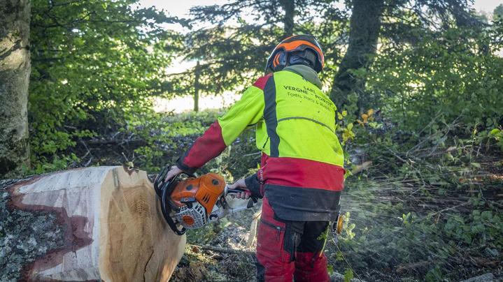Abattage d'arbres difficiles Puy-de-Dôme