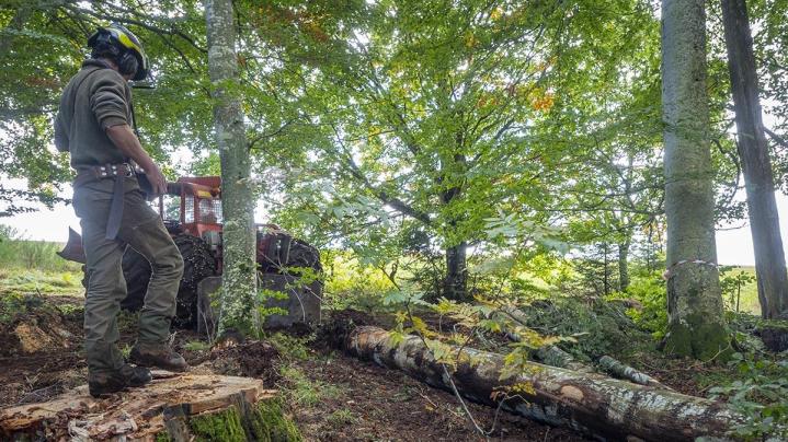 Bûcheron dans le Puy-de-Dôme