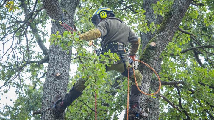 Élagage d'arbres difficiles Puy-de-Dôme