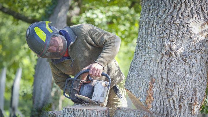 Abattage d'arbres difficiles Puy-de-Dôme