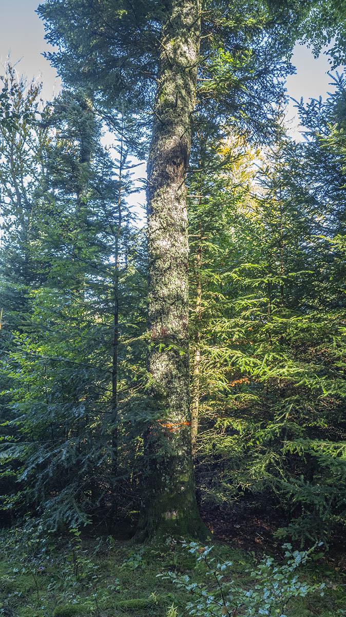 Entreprise d'élagage dans le Puy-de-Dôme